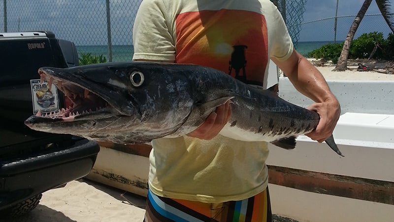 Barracuda